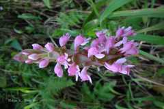 Satyrium nepalense